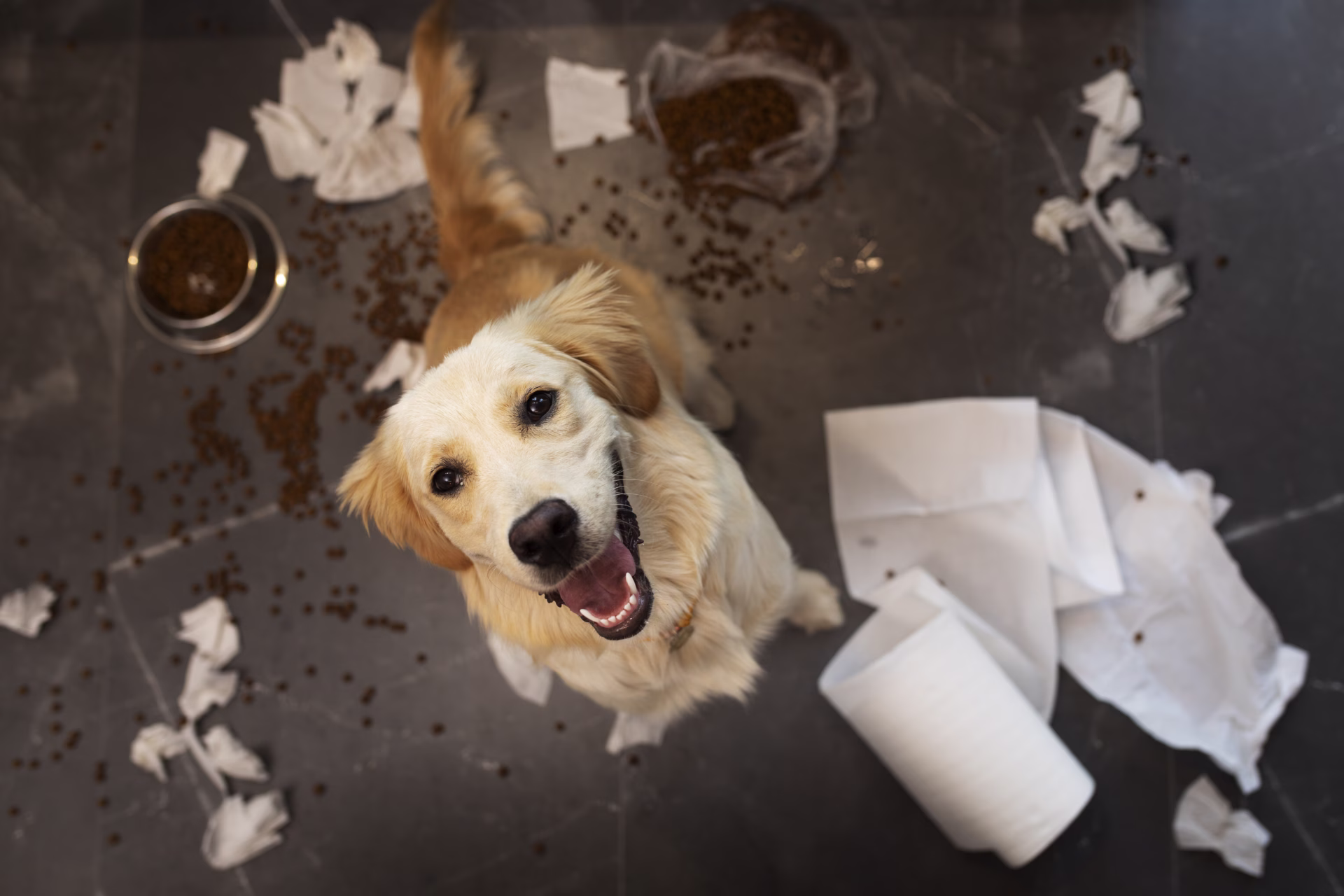 high-angle-dog-making-mess-inside